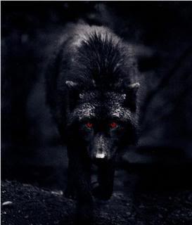 blackwolf-1.jpg